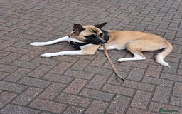 Akita dogs for sale: Storm - Image 1