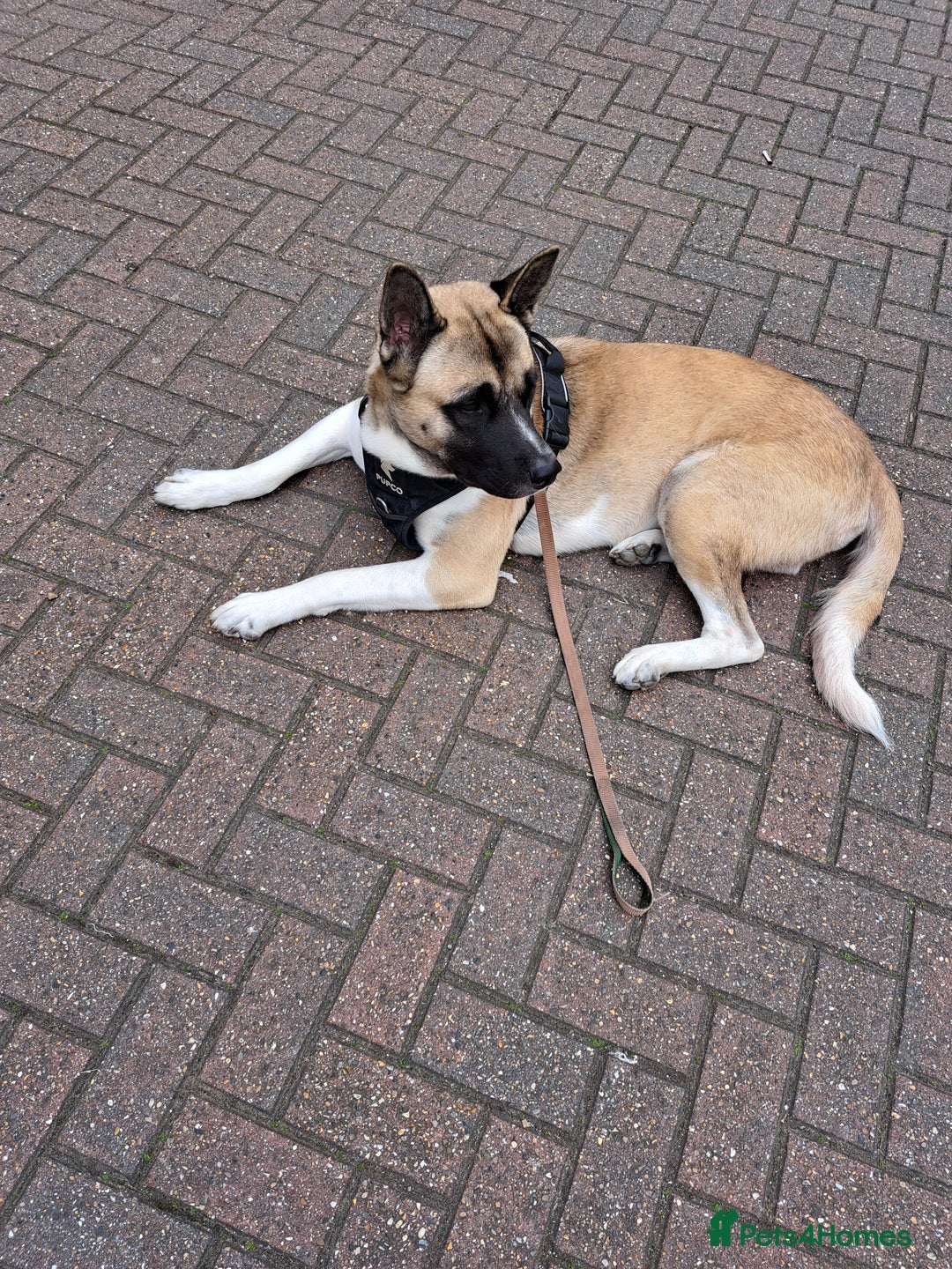 Akita dogs for sale: Storm - Image 1