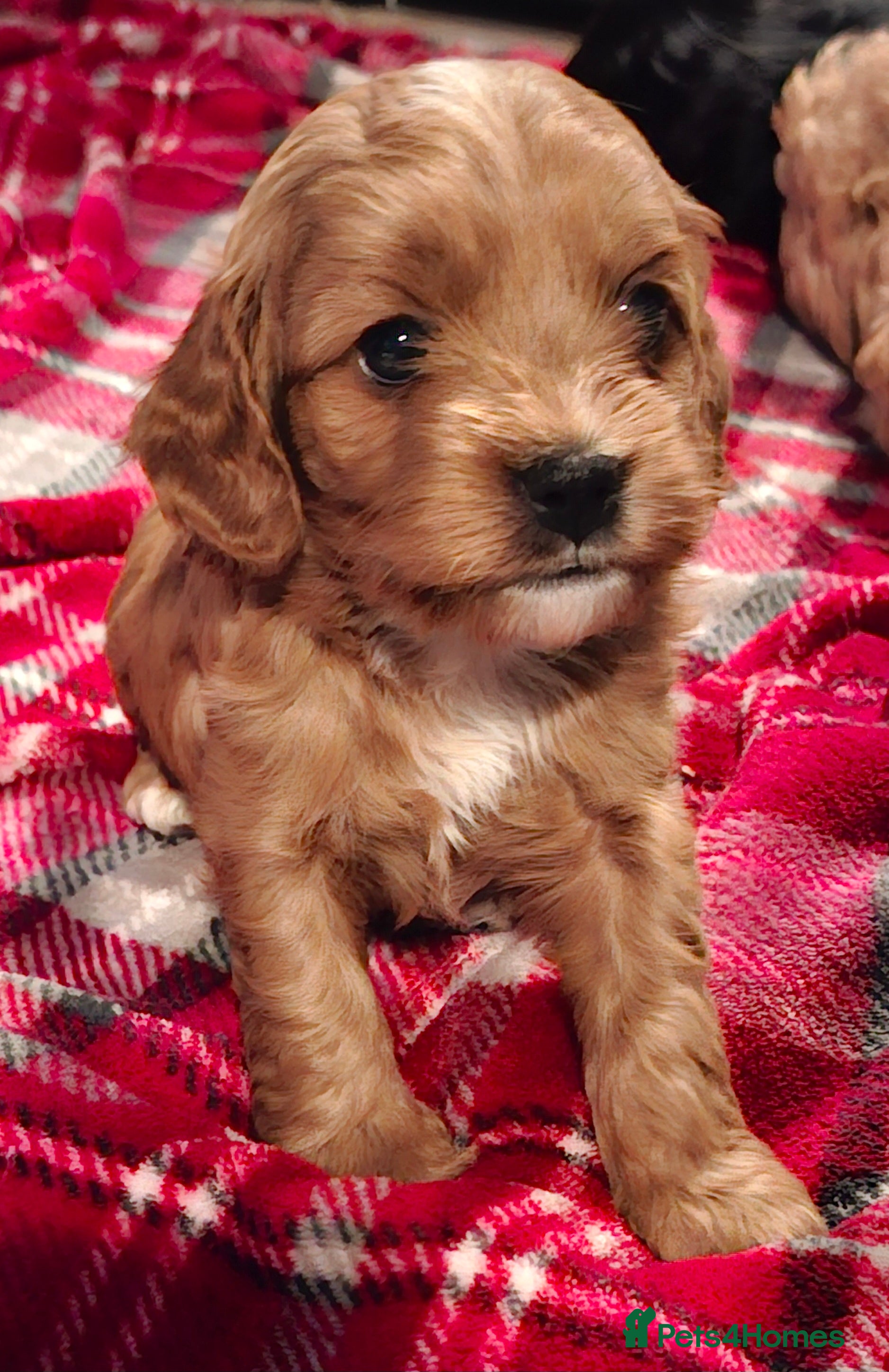 Cockapoo dogs *REDUCED* Beautiful miniature cockapoo puppies  - Advert 11