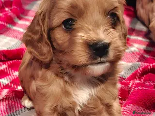 Cockapoo dogs *REDUCED* Beautiful miniature cockapoo puppies - Advert 11