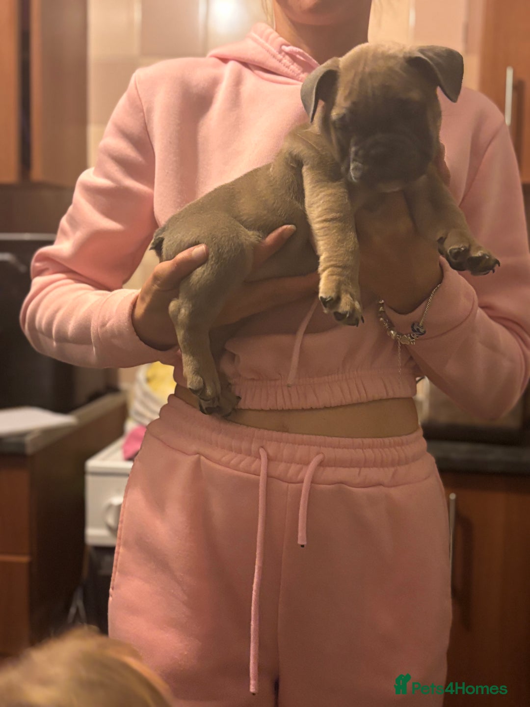 Mixed Breed dogs for sale: French bulldog x British bulldog  - Image 23