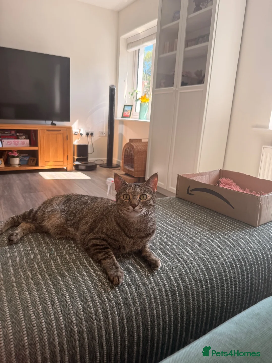 Domestic Shorthair cats for sale: 2 Gorgeous Girls for Re-homing - Advert 2