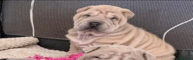 Shar Pei Puppy 1