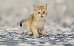 British Shorthair cats for sale: Excellent Scottish straight and fold kittens - Image 3