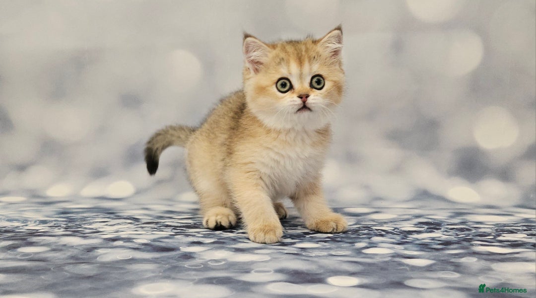 British Shorthair cats for sale: Excellent Scottish straight and fold kittens - Image 3