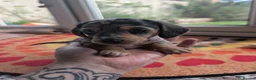 Dachshund dogs for sale: Miniature Dachshund pups  - Advert 3