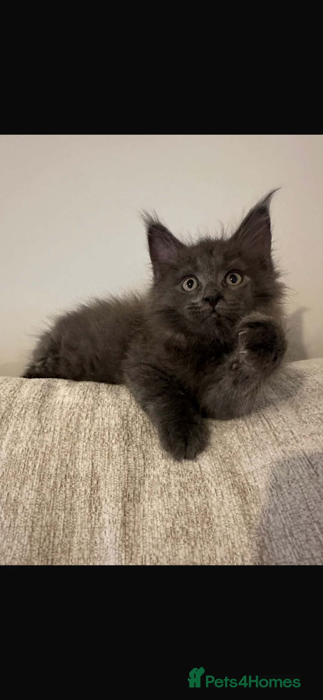 Maine Coon cats for sale: GCCF/Russian Champions BLUE SMOKE Kitten - Advert 2