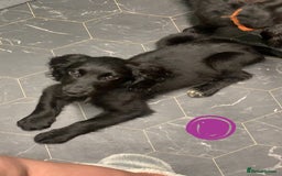 Cocker Spaniel dogs for sale: 3 cocker spaniel girls - Image 12