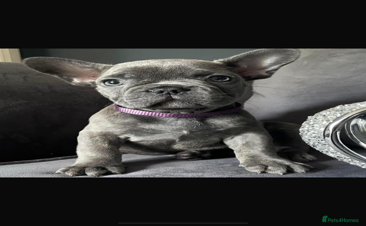 French Bulldog dogs 3 FRENCHIE MALES  - Advert 1