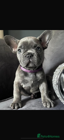 French Bulldog dogs 3 FRENCHIE MALES - Advert 1
