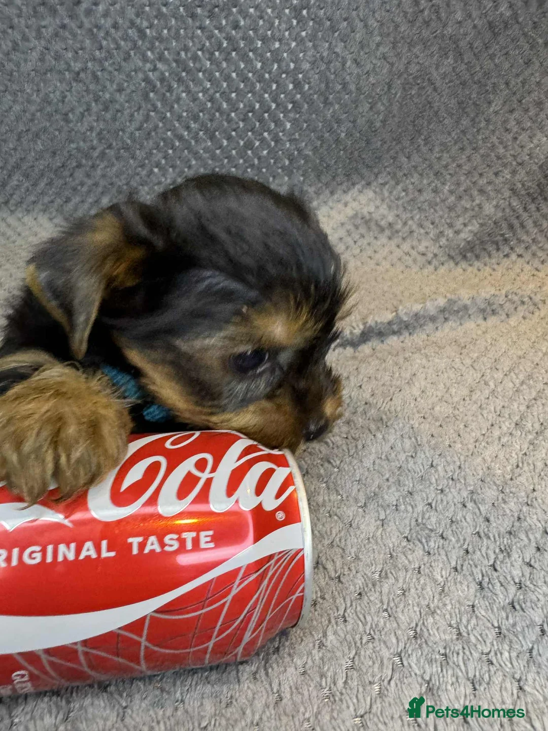 Yorkshire Terrier dogs for sale: For sale miniature Yorkshire terrier  - Advert 5