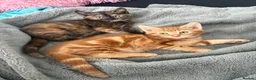 Mixed Breed cats for sale: Adorable Kittens Looking for Loving Homes!  - Advert 22