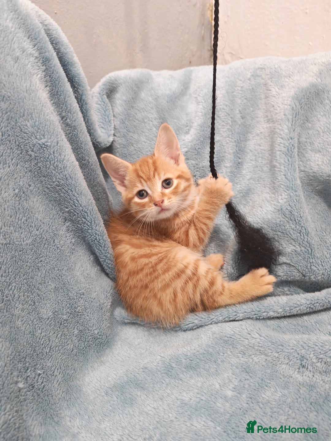 Mixed Breed cats for sale: Beautiful kittens VIDEOS - Advert 6