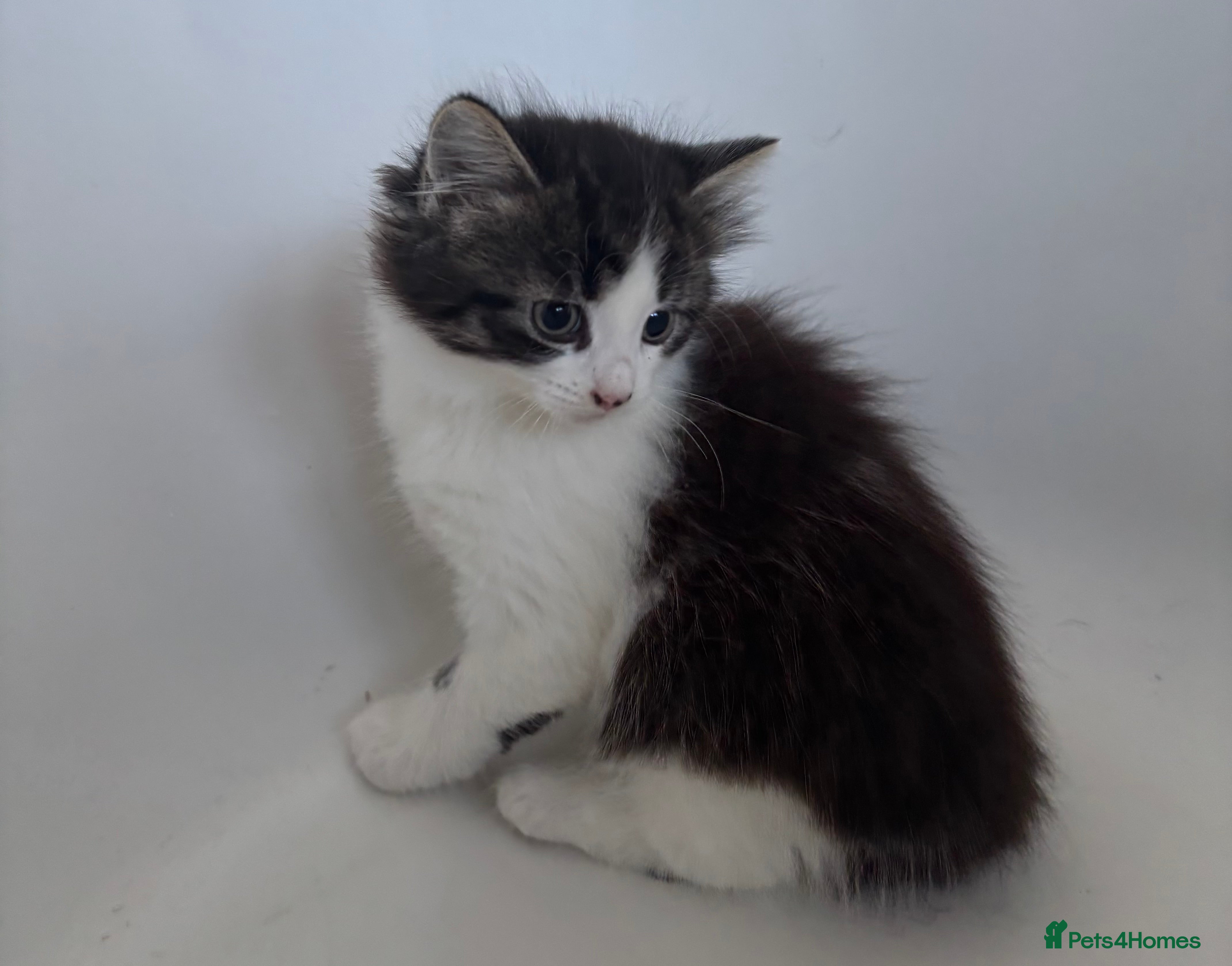 Mixed Breed cats Stunning kittens ready to go  - Advert 10