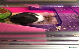 Hamster rodents for sale: Blitzo - Image 4