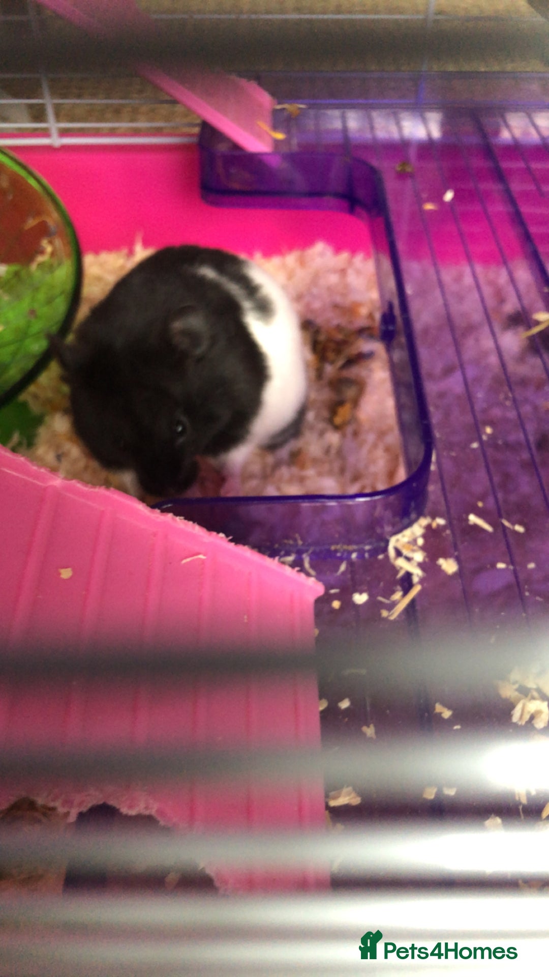 Hamster rodents for sale: Blitzo - Image 4