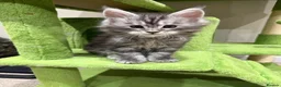 Maine Coon cats for sale: Champion blood line Mainecoon kittens  - Advert 4