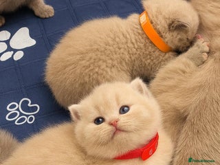 British Shorthair cats 2 female British short hair - Advert 1