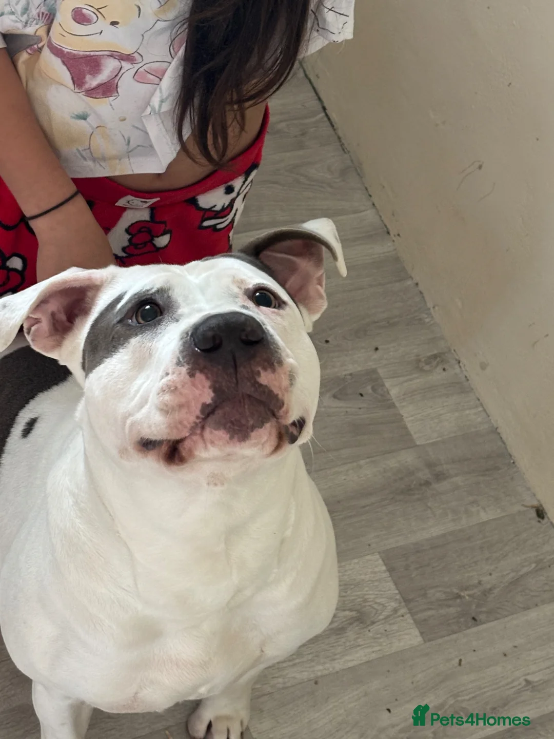 Mixed Breed dogs for sale: Kilo..  in Chelmsford - Advert 2