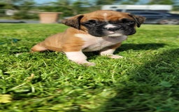 Boxer dogs for sale:   🐾 Champion Bloodline Boxer Puppies🐾 - Image 29