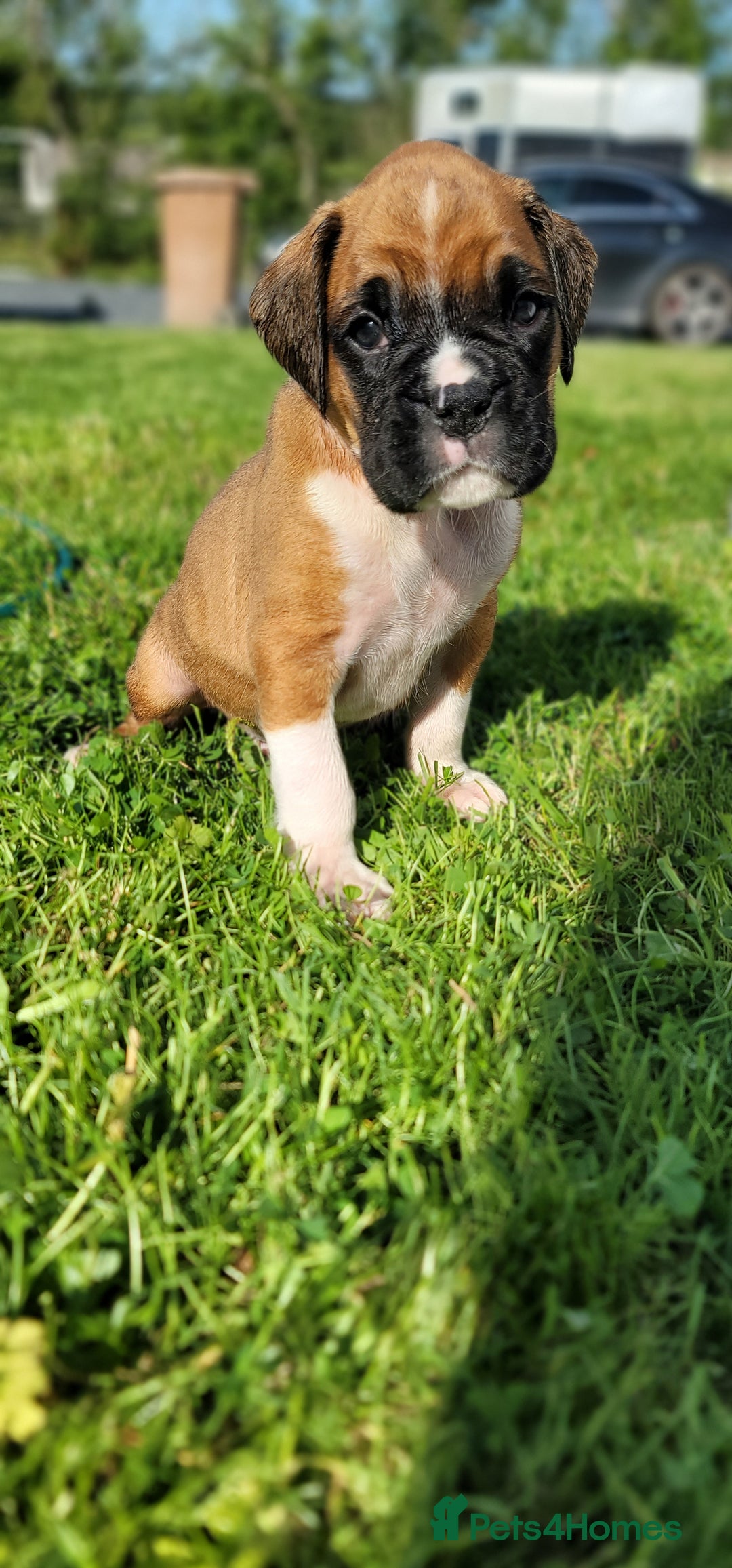 Boxer dogs for sale:   🐾 Champion Bloodline Boxer Puppies🐾 - Image 29