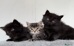 Mixed Breed cats for sale: Fluffy Half-Ragdoll Kittens - Image 7