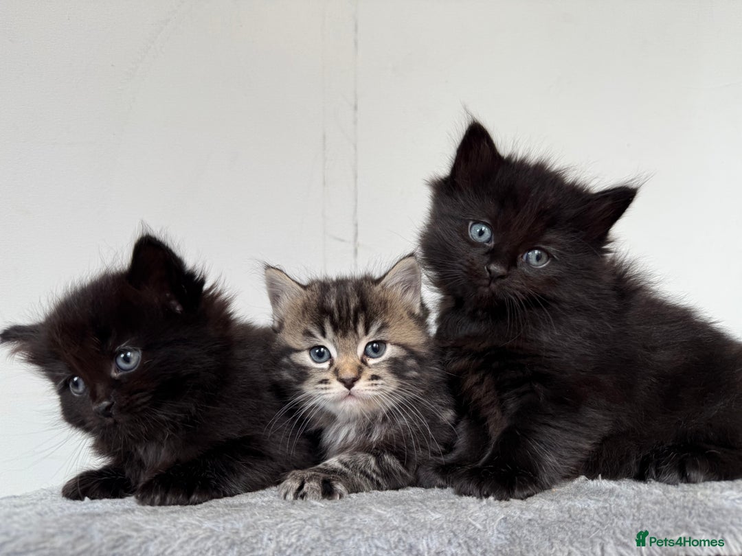 Mixed Breed cats for sale: Fluffy Half-Ragdoll Kittens - Image 7