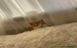 Mixed Breed cats for sale: 3 gorgeous ginger kittens available  - Image 7
