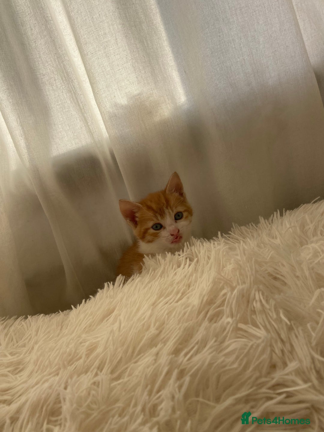 Mixed Breed cats for sale: 3 gorgeous ginger kittens available  - Image 7