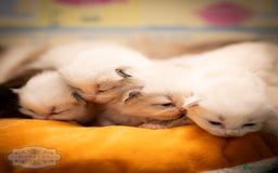 Ragdoll cats for sale: Ragdoll Bicolor Kitten Girl LPBB TICA REDUCED!!! - Image 7