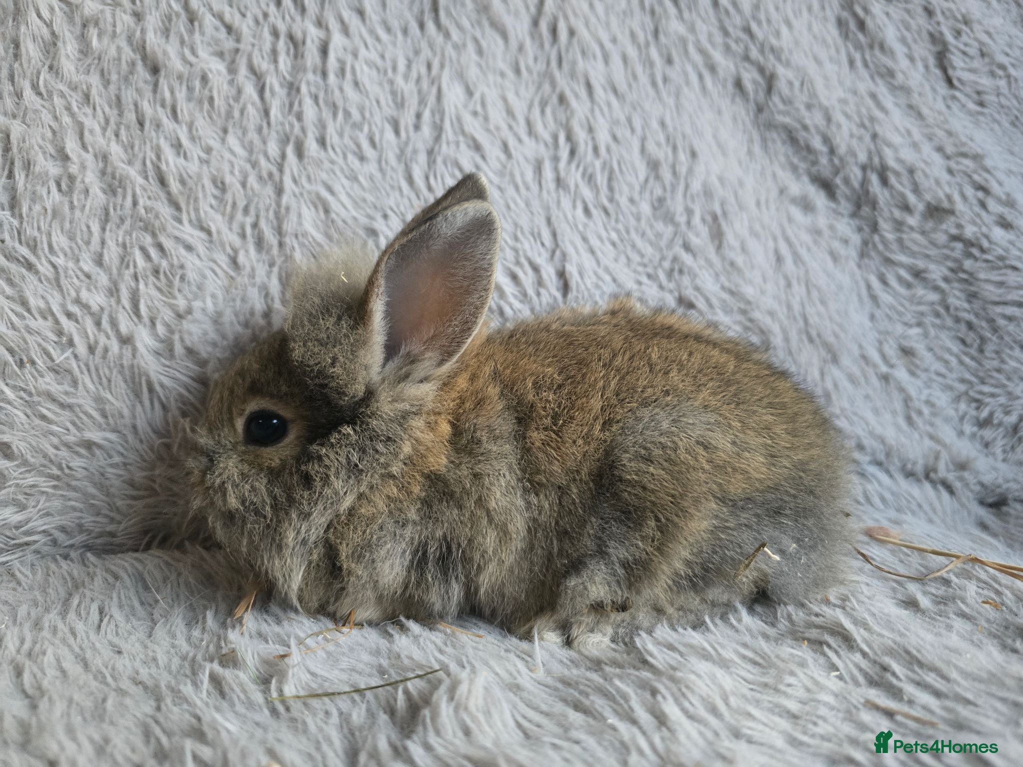 Lionhead rabbits Beautiful baby lionhead bunnies - Advert 20