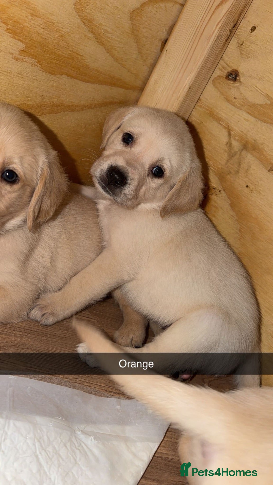 Goldador dogs 🐾 Stunning Goldador Puppies 🐾 - Advert 1