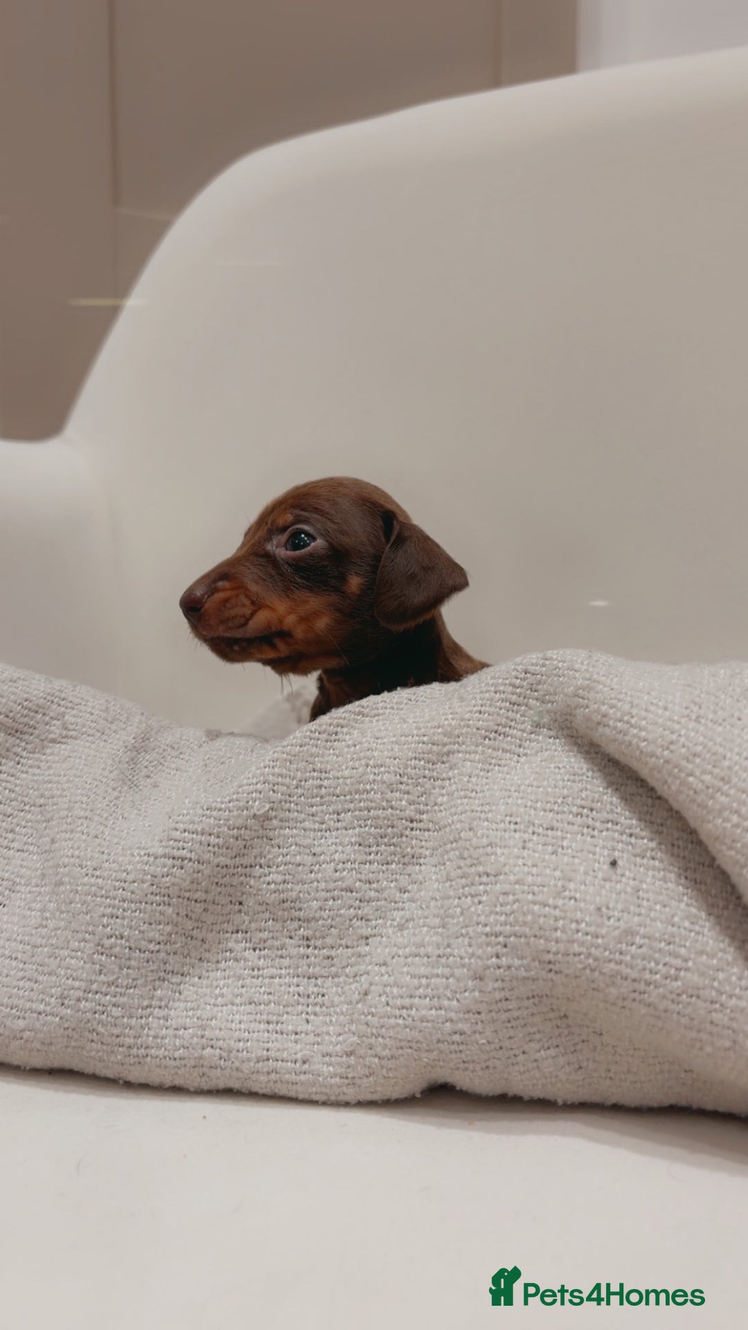 Dachshund dogs for sale: Sausage dog puppies  - Advert 9