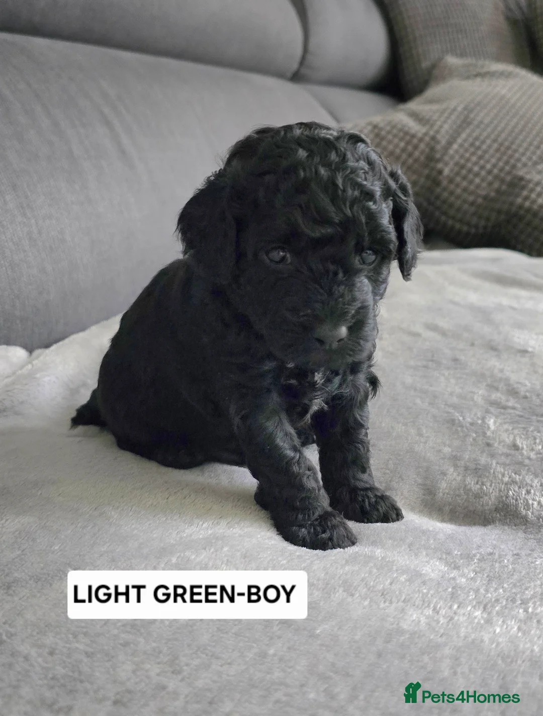 Toy Poodle dogs for sale: BEAUTIFULL BLACK TOY POODLES  - Advert 7