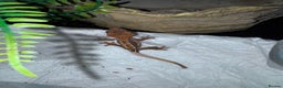 Gecko reptiles for sale: Lizards for rehome  - few to choose from  in Nottingham - Advert 7