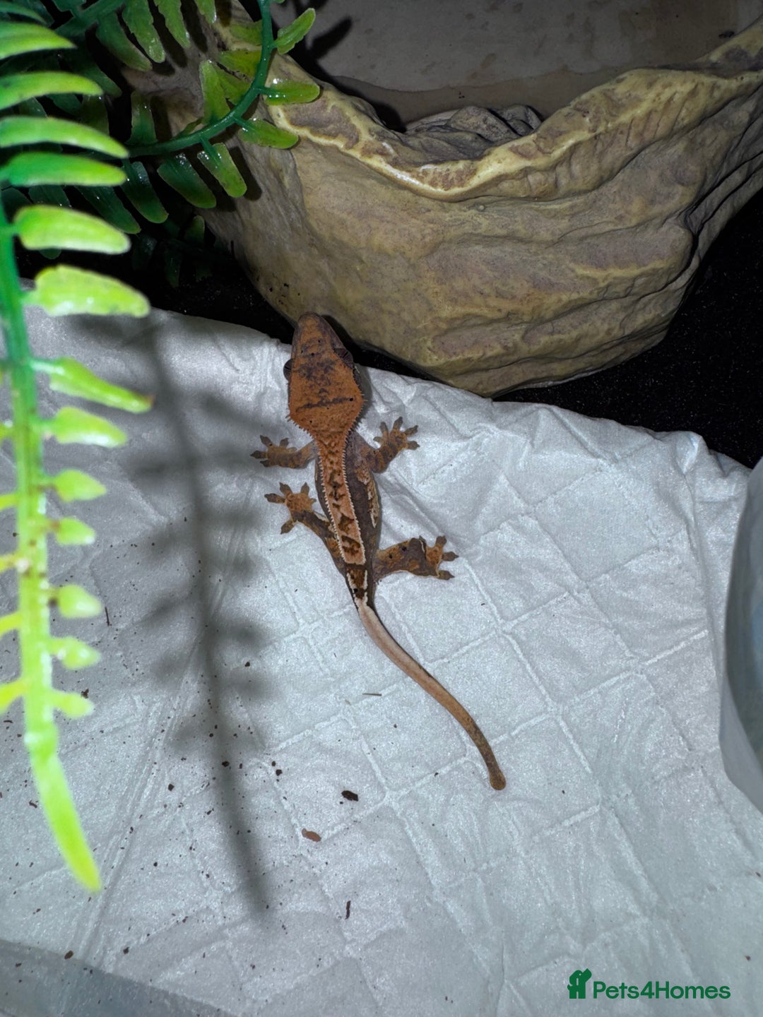 Gecko reptiles for sale: Lizards for rehome  - few to choose from  in Nottingham - Image 9