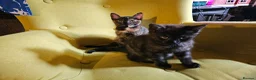 Mixed Breed cats for sale: 1 Ghost Tabby, 1 Tortoiseshell and 1 Black kittens in Cranbrook - Advert 3