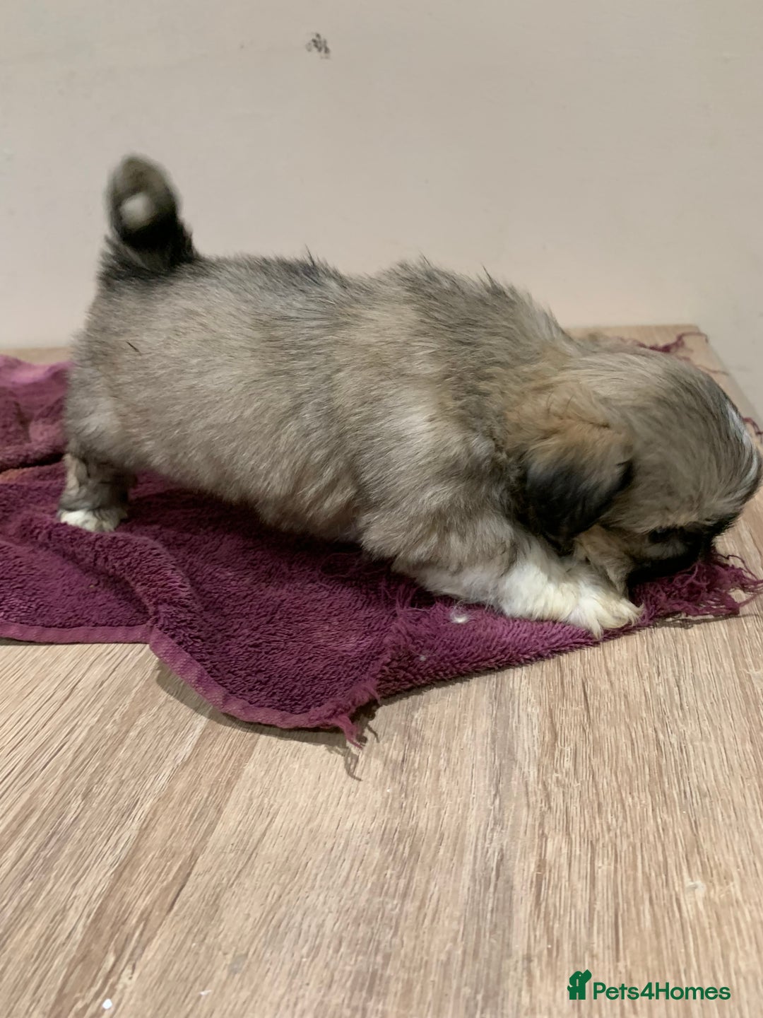 Lhasa Apso dogs for sale: Adorable Lhasa Apso puppies for sale - Advert 6