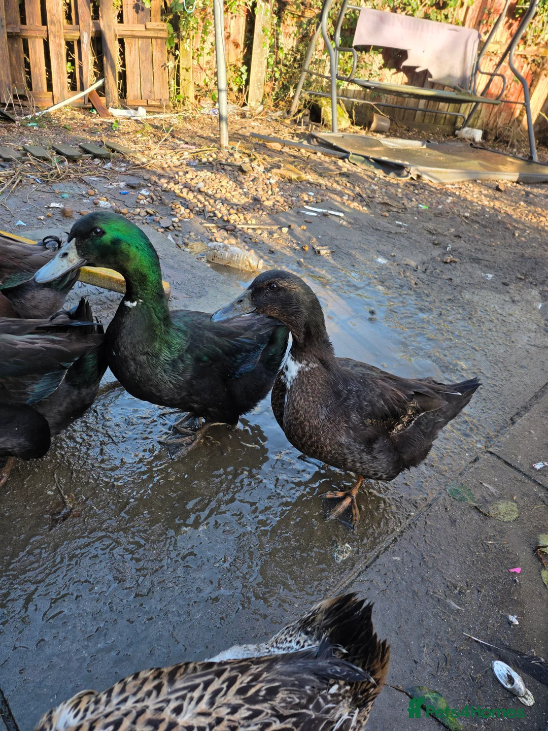 Ducks poultry for sale: 7 lovely ducks for rehoming - Advert 4