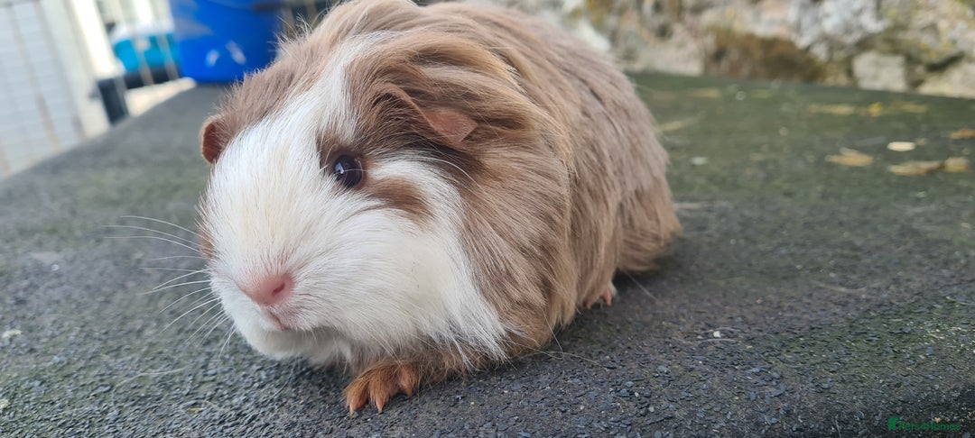 Guinea Pig rodents for sale: Sheltie female guinea pig  - Advert 9
