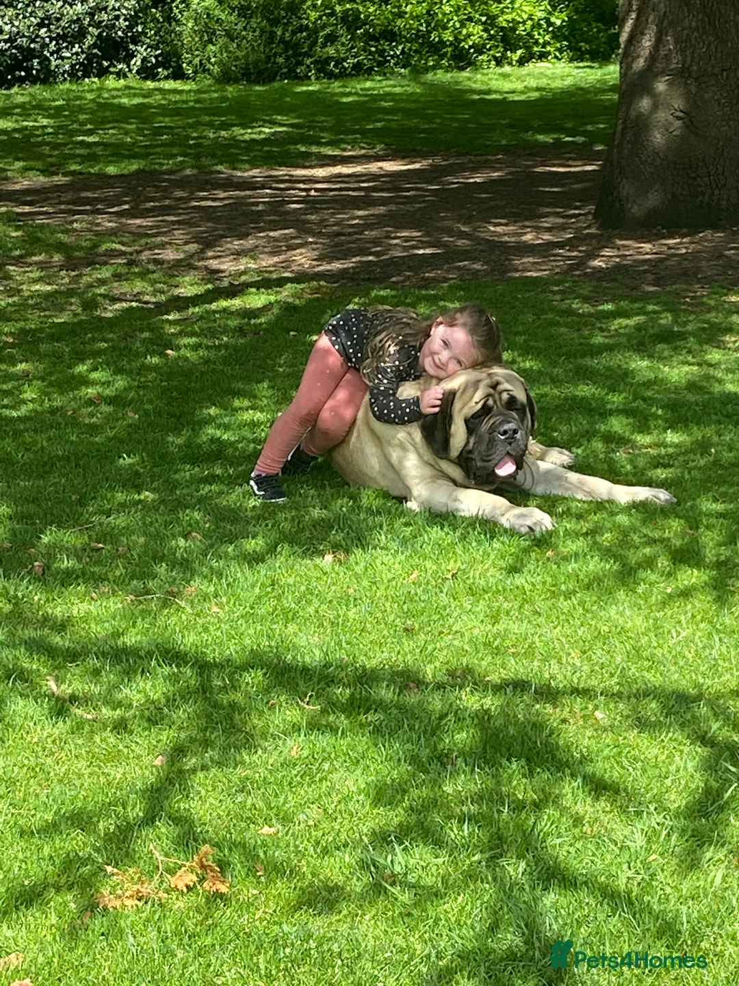 Mastiff dogs for sale: Kc registered old English mastiff puppies - Advert 9