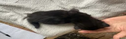 Mixed Breed cats for sale: Beautiful litter off 5 - Advert 7