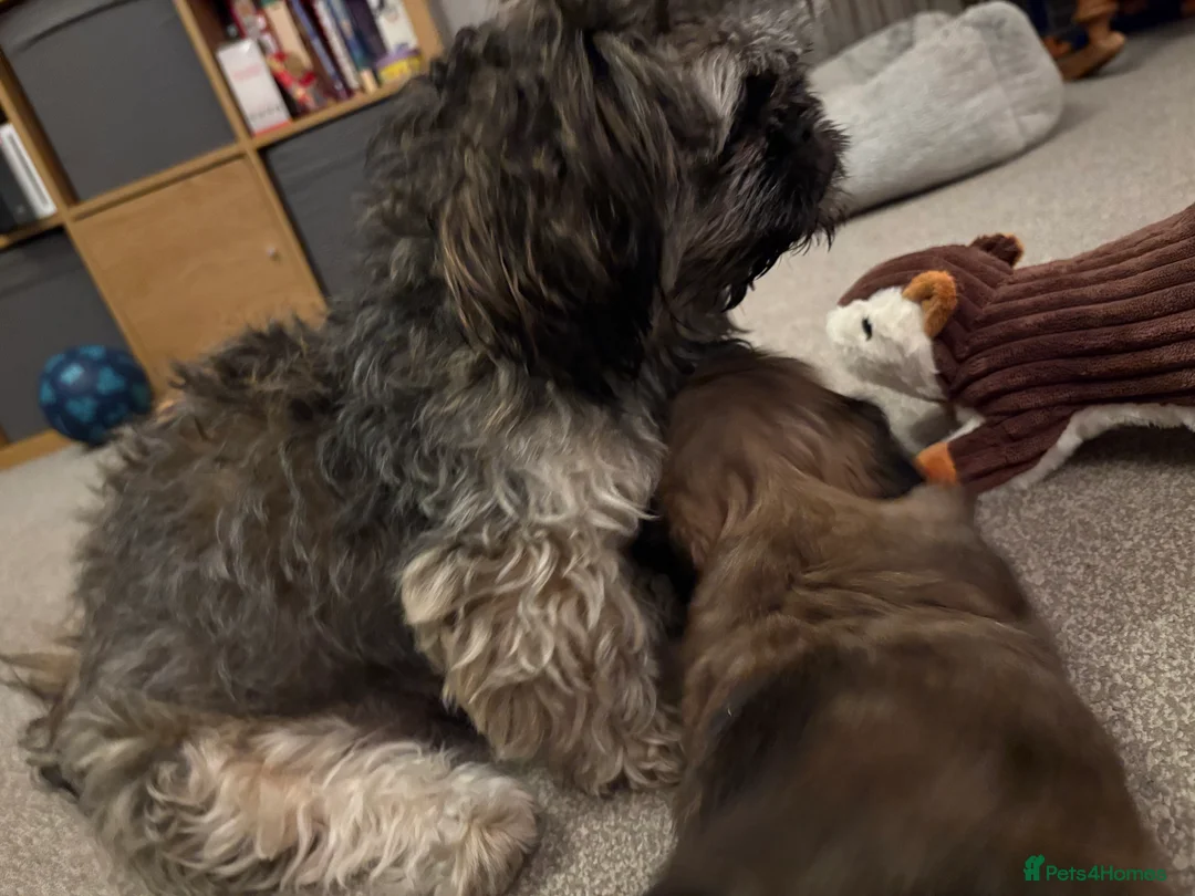 Mixed Breed dogs for sale: Shih Tzu x Pekingese Puppy in Keighley - Advert 2