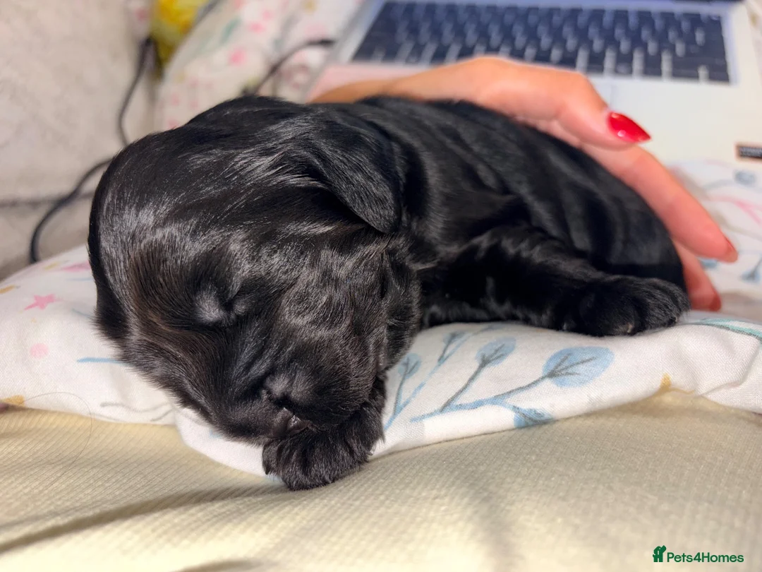 Cocker Spaniel dogs for sale: Beautiful Black Male Show Cocker Pup  - Advert 11
