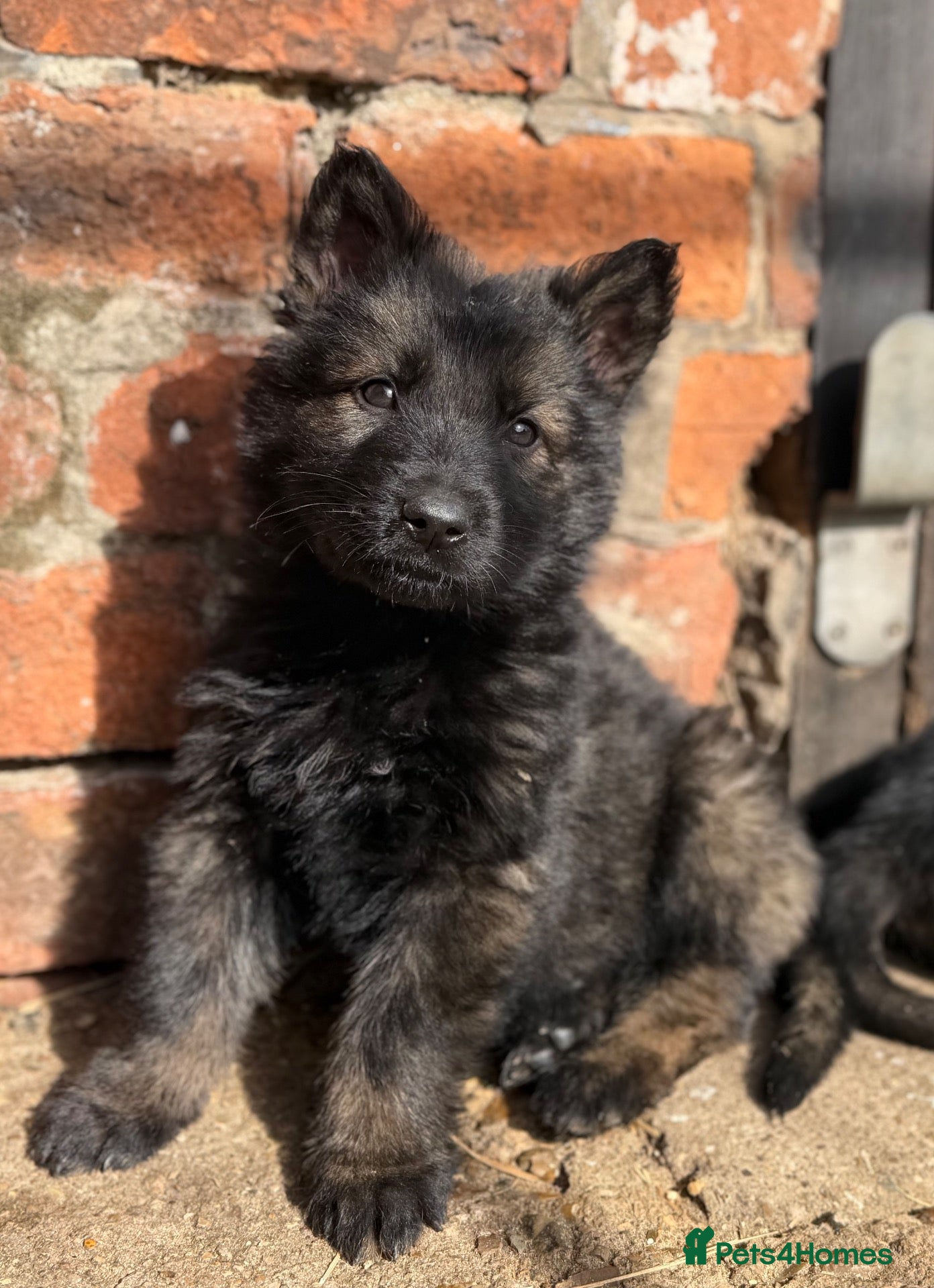 German Shepherd dogs STRONG ALERT PUPS - Advert 1
