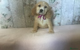 Cocker Spaniel dogs for sale: Adorable, Social, Confident KC reg Cocker pups - Image 23