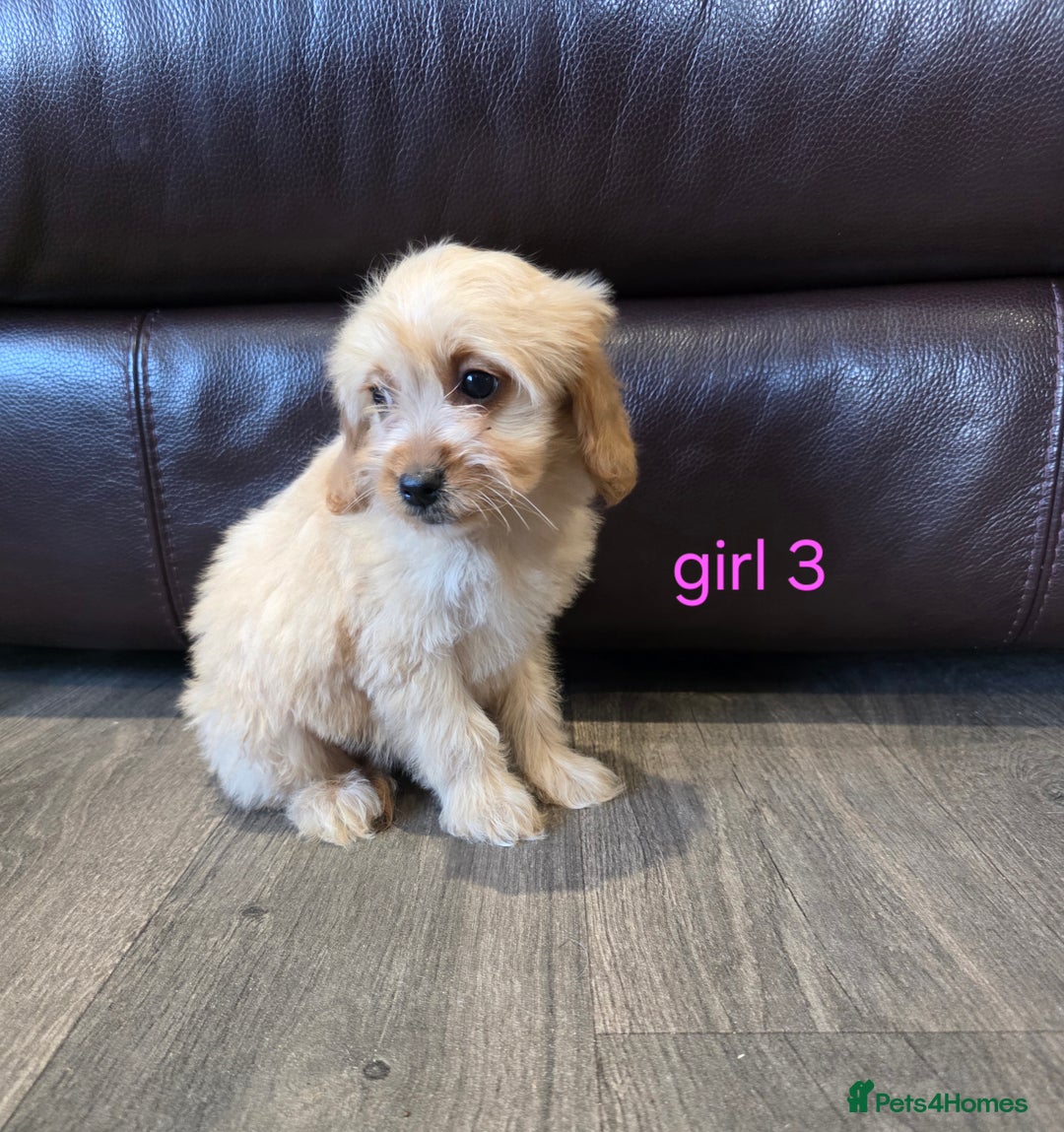 Cockapoo dogs for sale: Adorable cockapoo pups ready to go 🐶 - Image 21