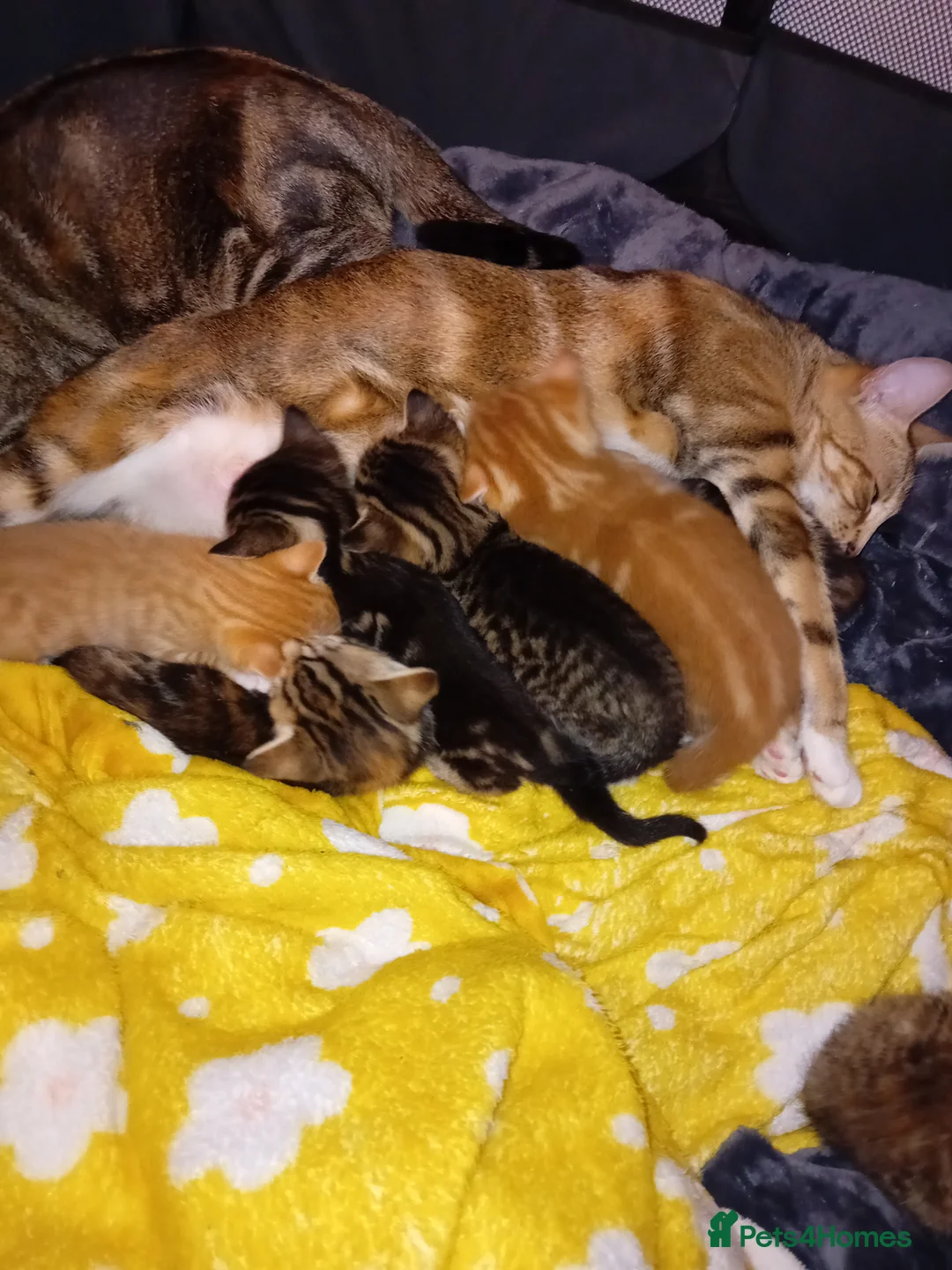 Bengal cats for sale: Bengal Kittens - Advert 2