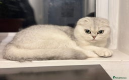 British Longhair cats for sale: snow white kittens - Image 10