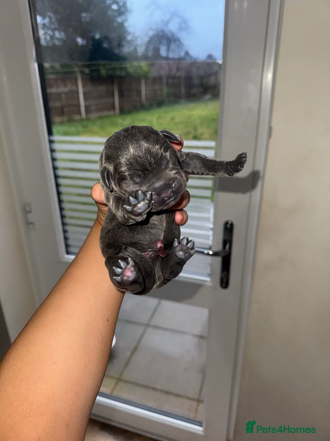 Cane Corso dogs for sale: Cane Corso Rare Blue/Grey Puppies  - Advert 13